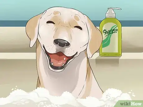 Image intitulée Get Rid of Your Dog Step 11
