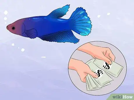 Image intitulée Help a Betta Fish Live Longer Step 2