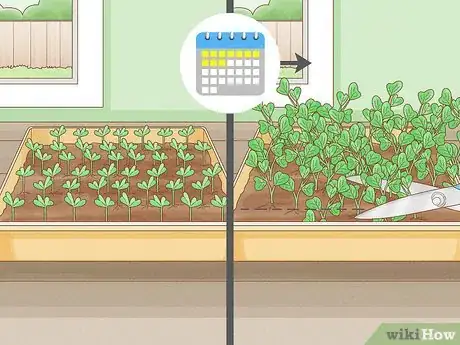 Image intitulée Grow Sprouts Step 24