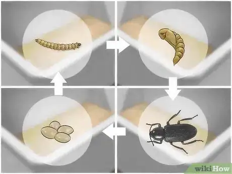 Image intitulée Care for Mealworms Step 7