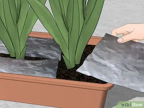 Image intitulée Get Rid of the Whitefly Step 12
