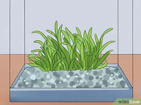 Image intitulée Help a Betta Fish Live Longer Step 8