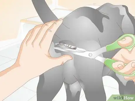 Image intitulée Prevent UTI in Dogs Step 1