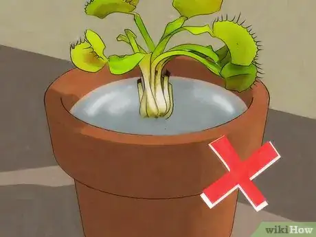Image intitulée Choose a Venus Flytrap Step 9