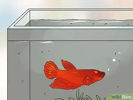 Image intitulée Help a Betta Fish Live Longer Step 4