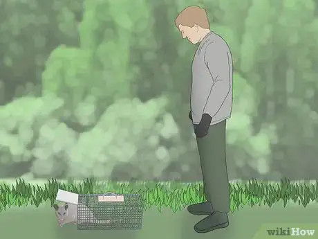 Image intitulée Trap a Possum Step 9Bullet1