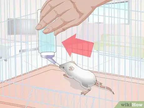 Image intitulée Save a Baby Wild Mouse Step 21