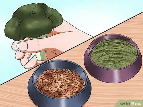 Image intitulée Care for a House Rabbit Step 15