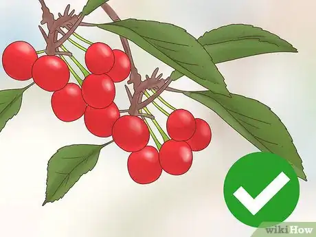 Image intitulée Grow Cherries Step 3