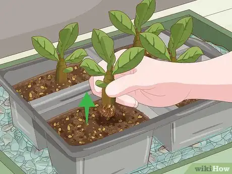 Image intitulée Plant Desert Rose Seeds Step 20