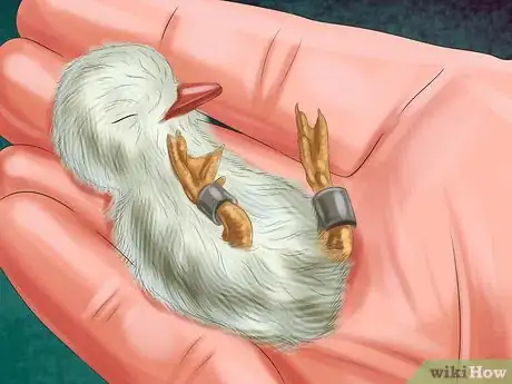 Image intitulée Raise Zebra Finches Step 30
