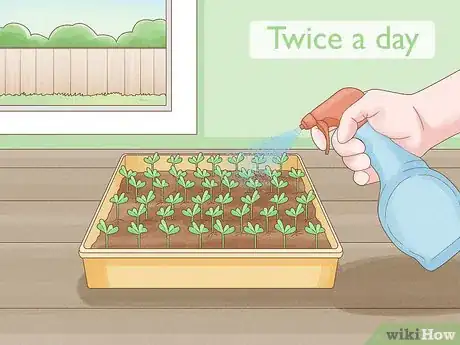 Image intitulée Grow Sprouts Step 23