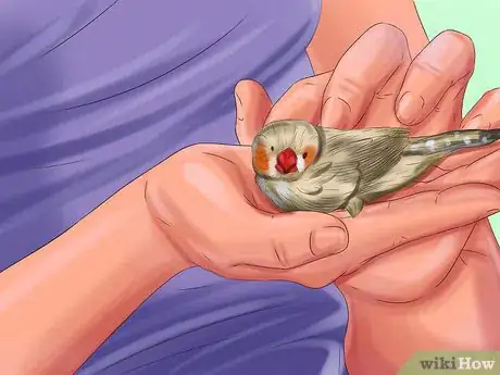 Image intitulée Raise Zebra Finches Step 19