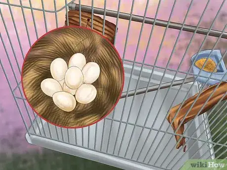 Image intitulée Raise Zebra Finches Step 22