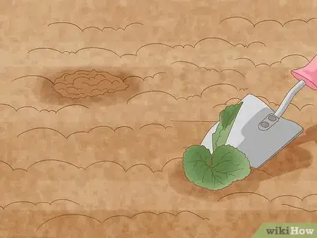 Image intitulée Grow Sweet Corn Step 11