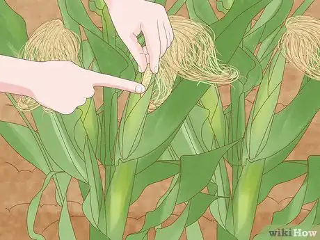 Image intitulée Grow Sweet Corn Step 18