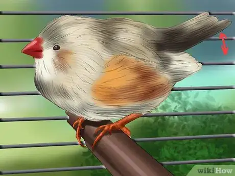 Image intitulée Raise Zebra Finches Step 20