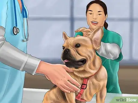 Image intitulée Breed French Bulldogs Step 5
