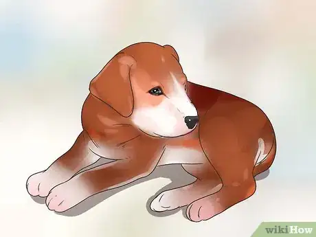 Image intitulée Feed Puppies Step 10