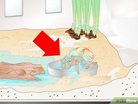Image intitulée Tell if a Hermit Crab is Sick Step 7