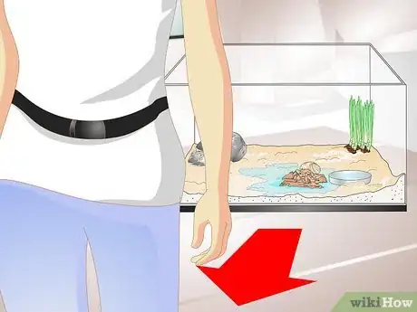 Image intitulée Tell if a Hermit Crab is Sick Step 8