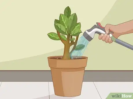 Image intitulée Plant Desert Rose Seeds Step 24