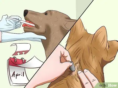 Image intitulée Diagnose Heartworms in Dogs Step 13