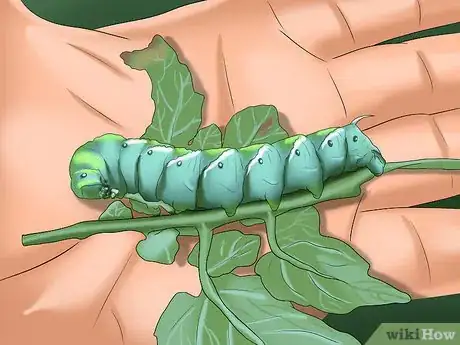 Image intitulée Keep Caterpillars Out of the Garden Step 3