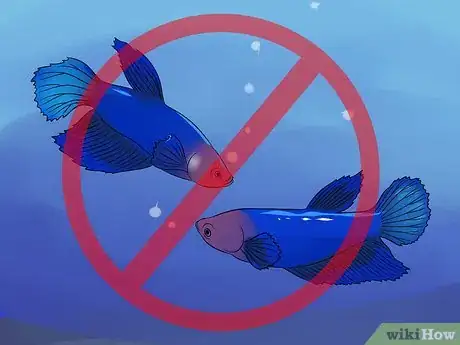 Image intitulée Help a Betta Fish Live Longer Step 6