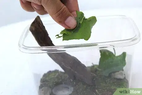 Image intitulée Keep a Pet Snail Step 12