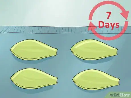Image intitulée Propagate Succulents from Leaves Step 4