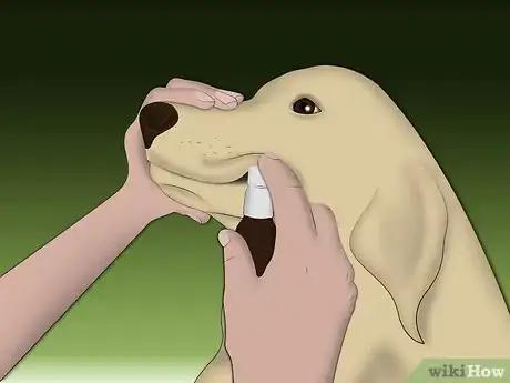 Image intitulée Treat Allergic Dermatitis in Dogs Step 8Bullet1