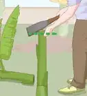 faire pousser un bananier