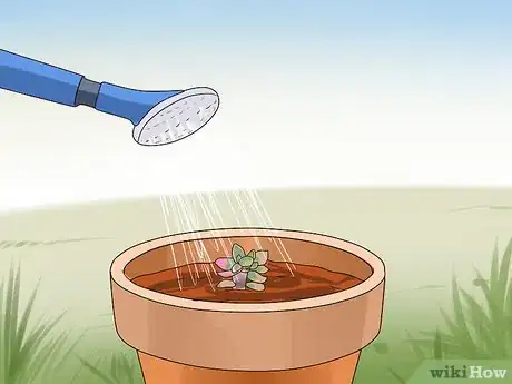 Image intitulée Propagate Succulents from Leaves Step 13