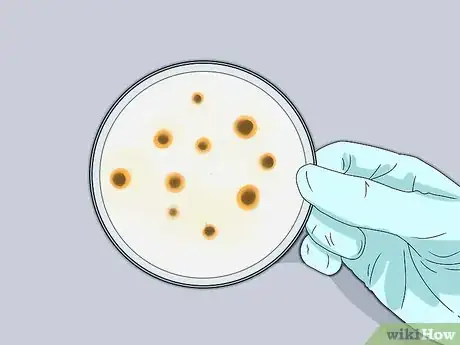 Image intitulée Treat Folliculitis in Dogs Step 4