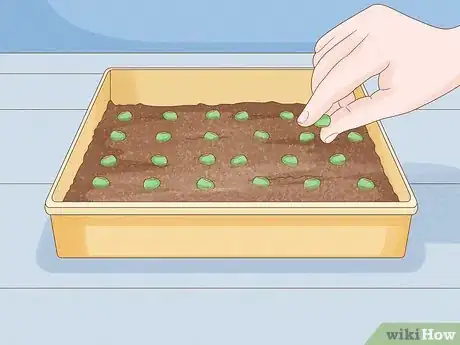 Image intitulée Grow Sprouts Step 22