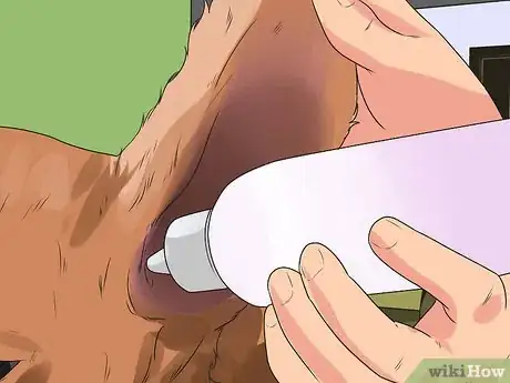 Image intitulée Groom a Cocker Spaniel Step 13