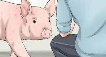 faire grossir un cochon