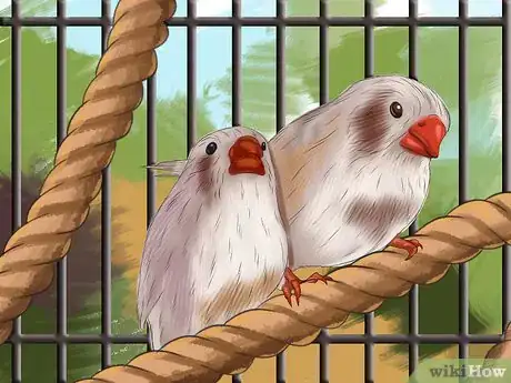 Image intitulée Raise Zebra Finches Step 11