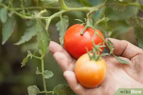 Image intitulée Save Tomato Seeds for Next Year Step 1