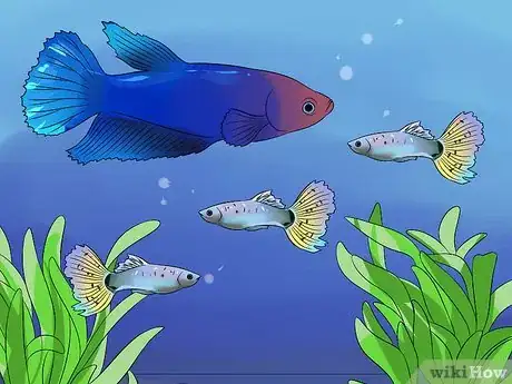 Image intitulée Help a Betta Fish Live Longer Step 5