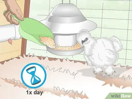 Image intitulée Care For Silkie Chickens Step 9