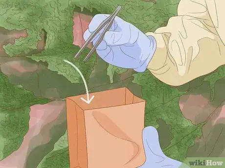 Image intitulée Find and Care for a Pet Tardigrade (Water Bear) Step 3