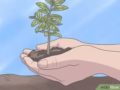 Image intitulée Grow Crepe Myrtle Step 1