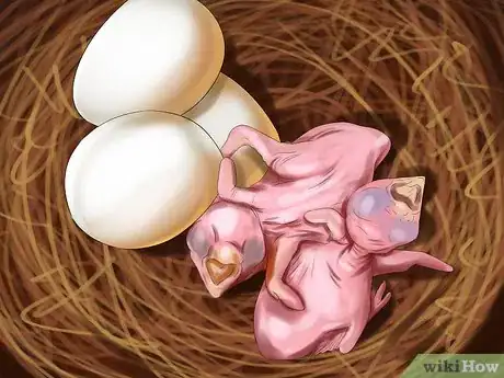 Image intitulée Raise Zebra Finches Step 28
