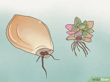 Image intitulée Propagate Succulents from Leaves Step 10