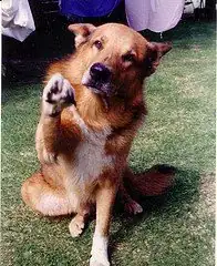 Image intitulée DogPawShake 774327