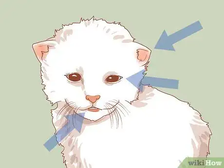 Image intitulée Know if a Kitten Is Old Enough to Neuter or Spay Step 8