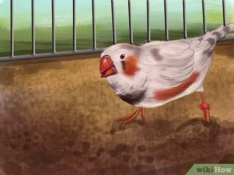 Image intitulée Raise Zebra Finches Step 12