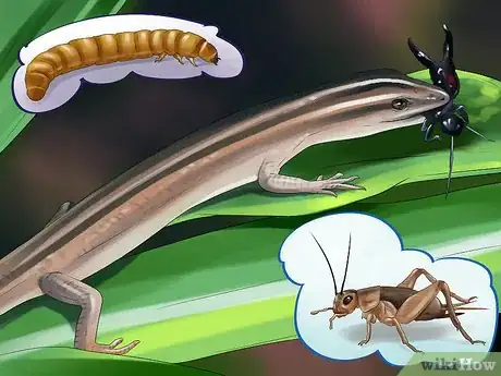 Image intitulée Care for a Skink Step 6